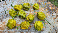 Brent's Apocalyptic Mustard - Pepper Seeds - White Hot Peppers